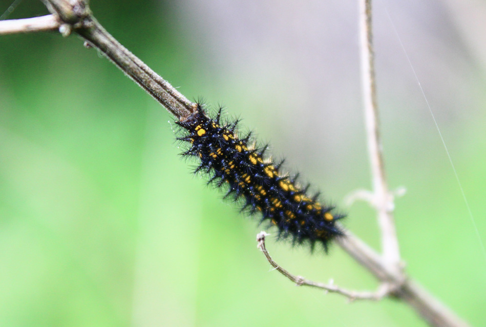 Euphydryas maturna - díszes tarkalepke