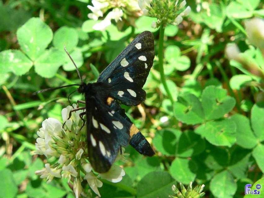 Amata phegea - fehérpettyes álcsüngőlepke