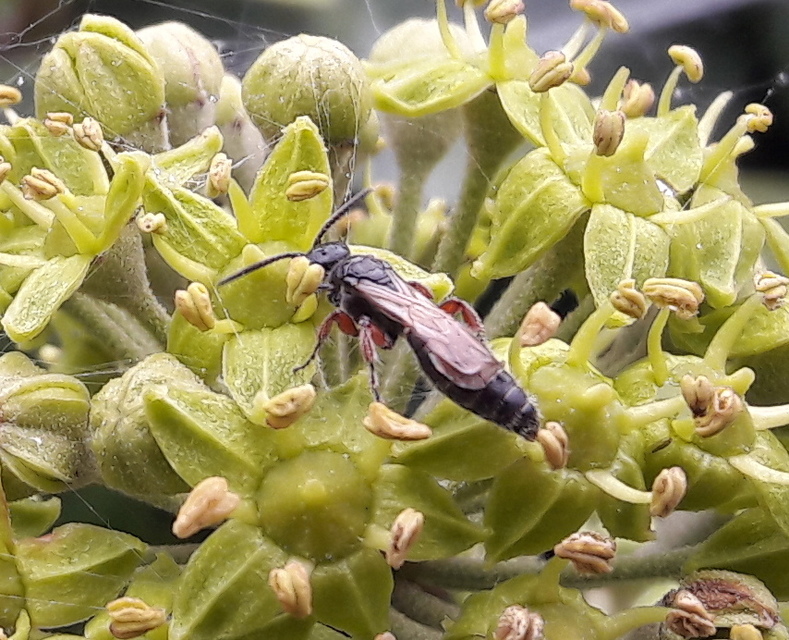 Tiphiidae - bogárrontódarazsak