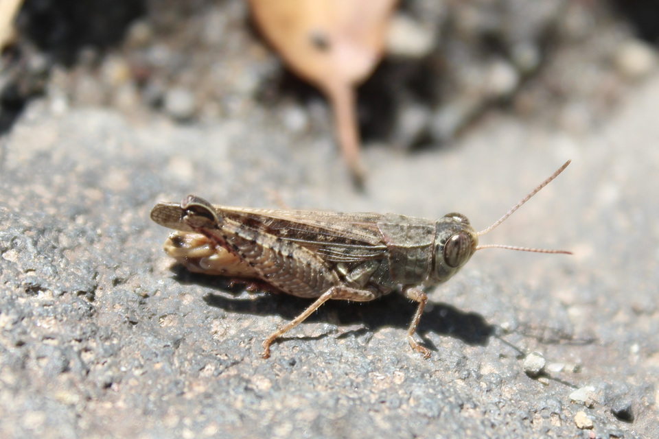 Calliptamus italicus - olaszsáska
