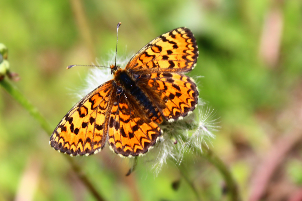 Melitaea trivia - kis tarkalepke