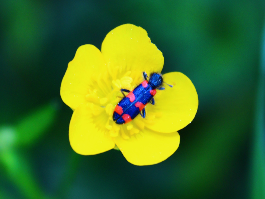 Trichodes favarius - hatfoltos méhészbogár