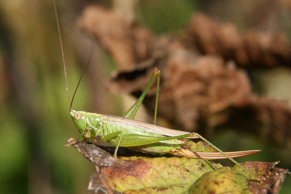 Conocephalus fuscus - kis kúpfejűszöcske