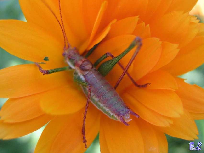 Leptophyes albovittata - közönséges virágszöcske
