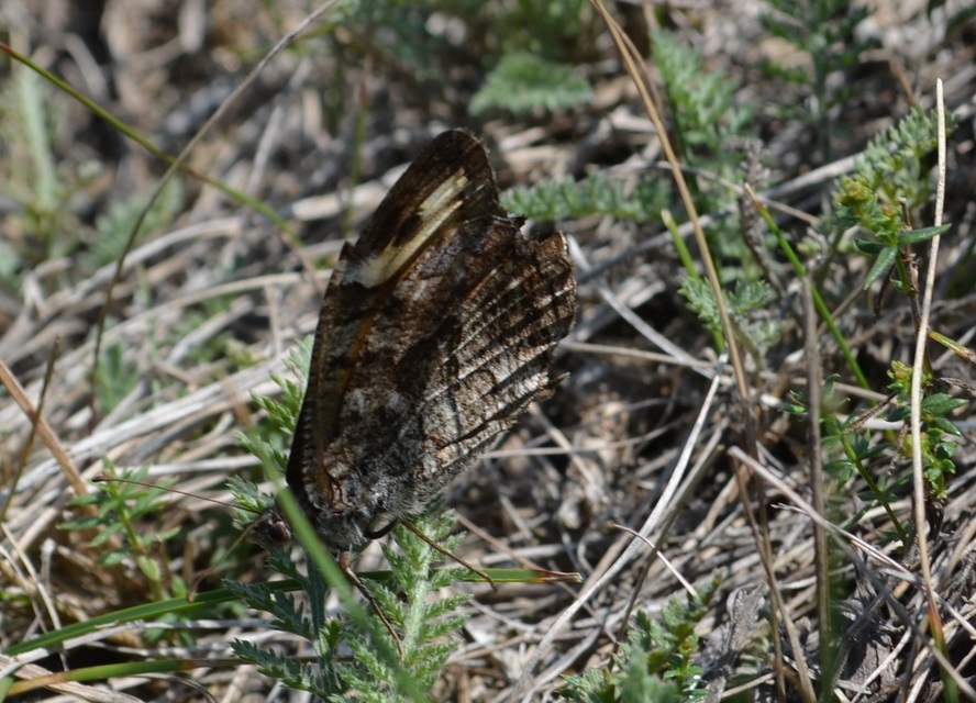 Hipparchia semele - barna szemeslepke