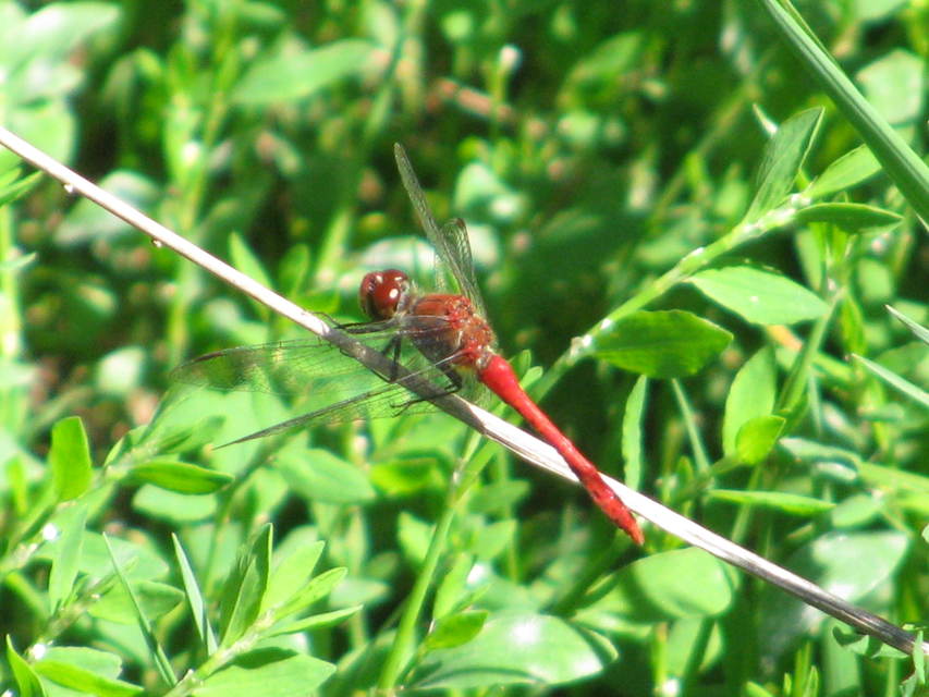 Sympetrum sanguineum - vörös katona-szitakötő
