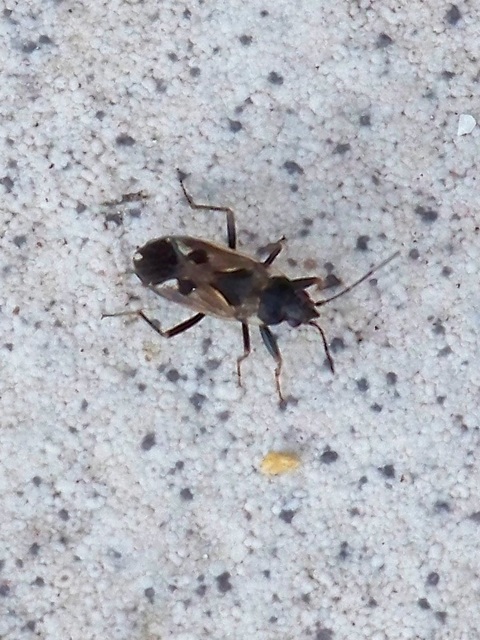 Rhyparochromus vulgaris - közönséges díszesbodobács