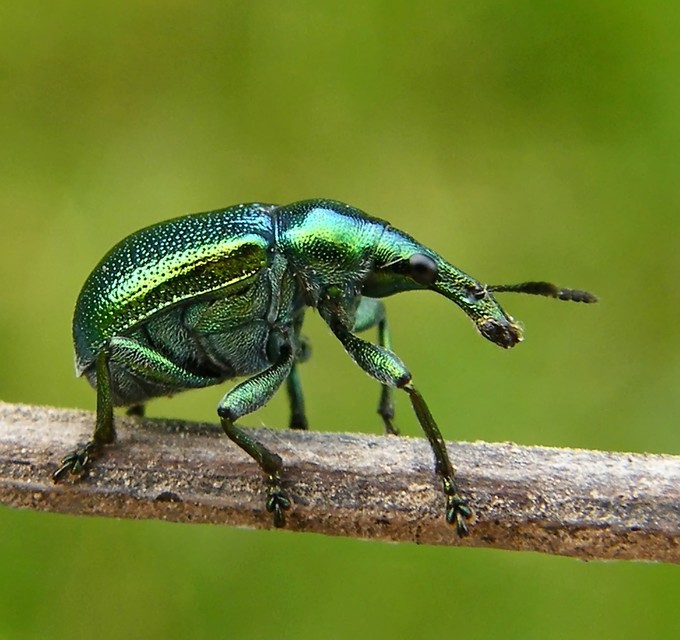 Byctiscus betulae - szőlő-levélsodró