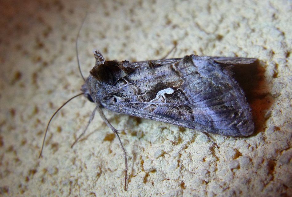 Autographa gamma - gammalepke