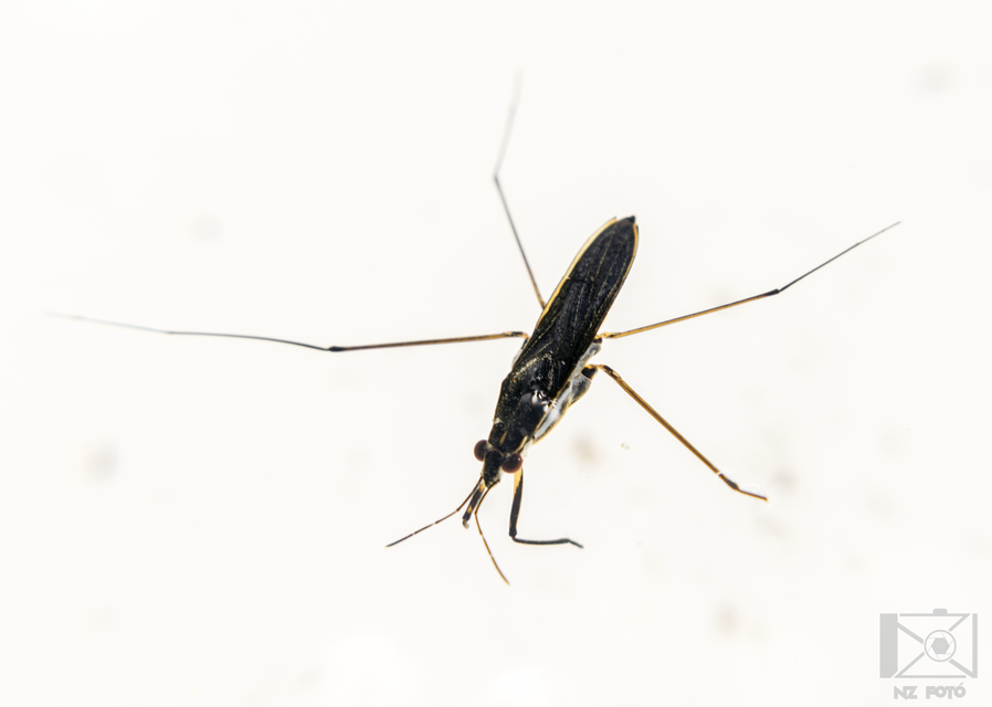 Gerridae - molnárpoloskák