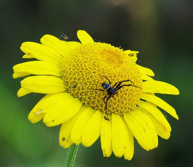 Synema globosum/ornatum