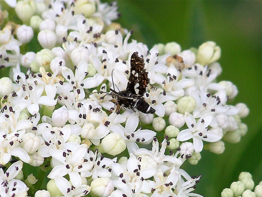 Thyris fenestrella - gyakori ablakosmoly