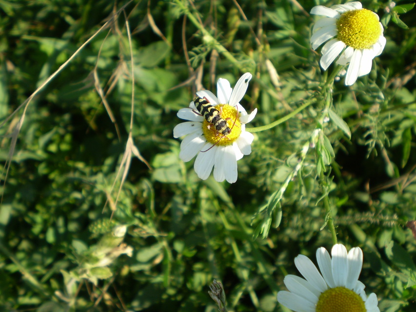 Echinocerus floralis - lucerna-darázscincér