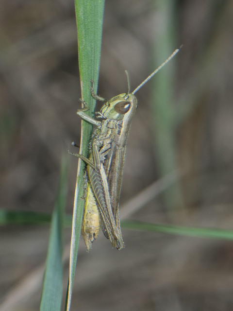 Euchorthippus declivus - rövidszárnyú rétisáska