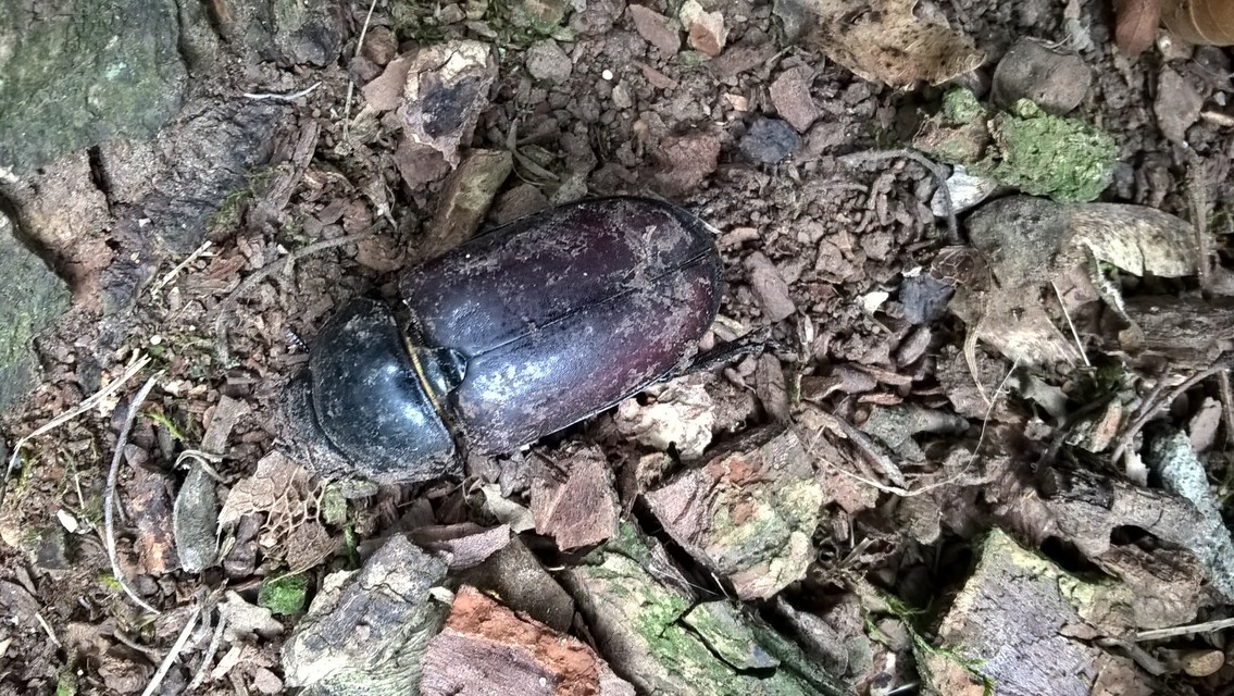 Lucanus cervus - nagy szarvasbogár