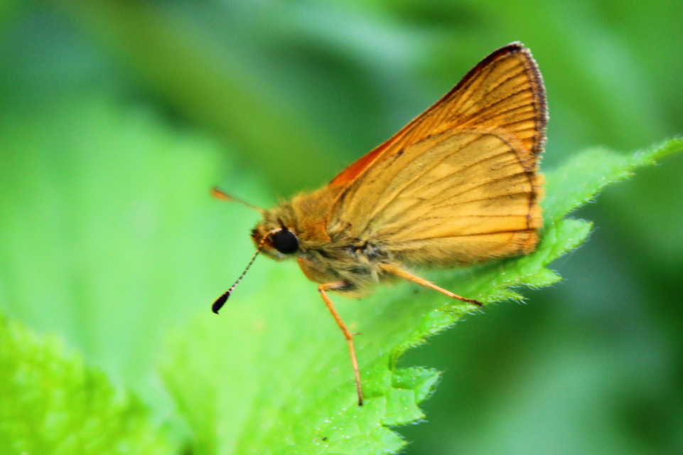 Ochlodes sylvanus - erdei busalepke