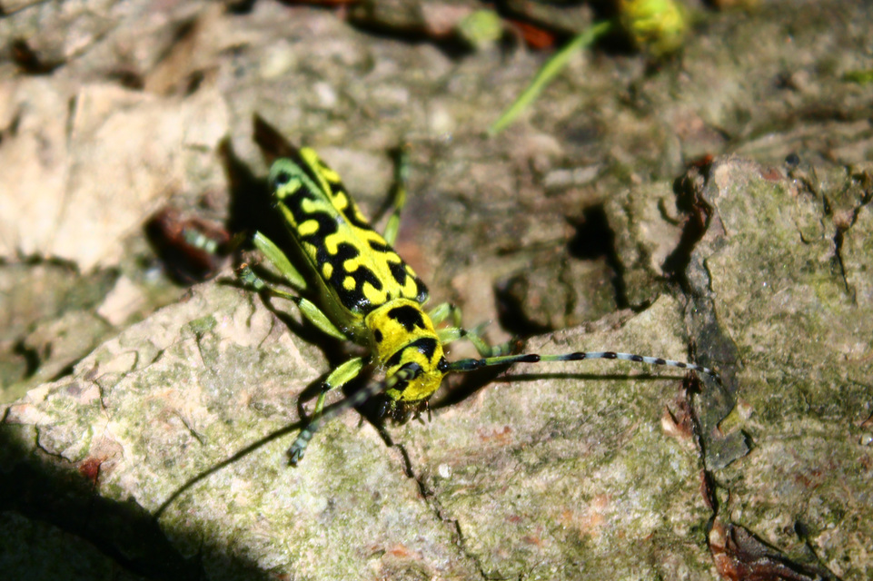 Saperda scalaris - létracincér