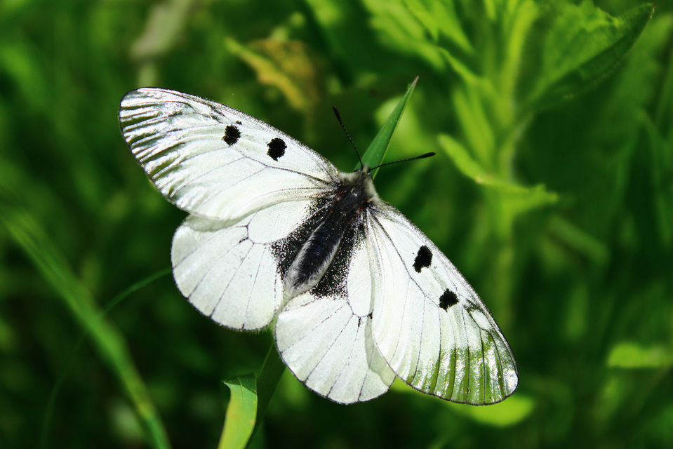 Parnassius mnemosyne - kis apollólepke