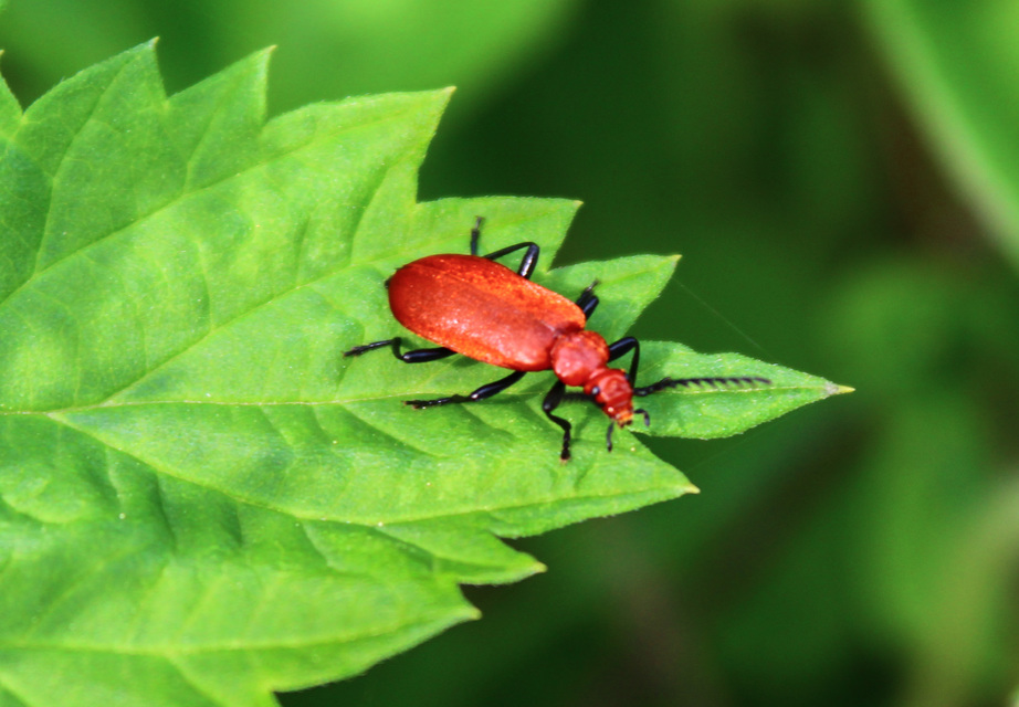 Pyrochroa serraticornis - közép-bíborbogár