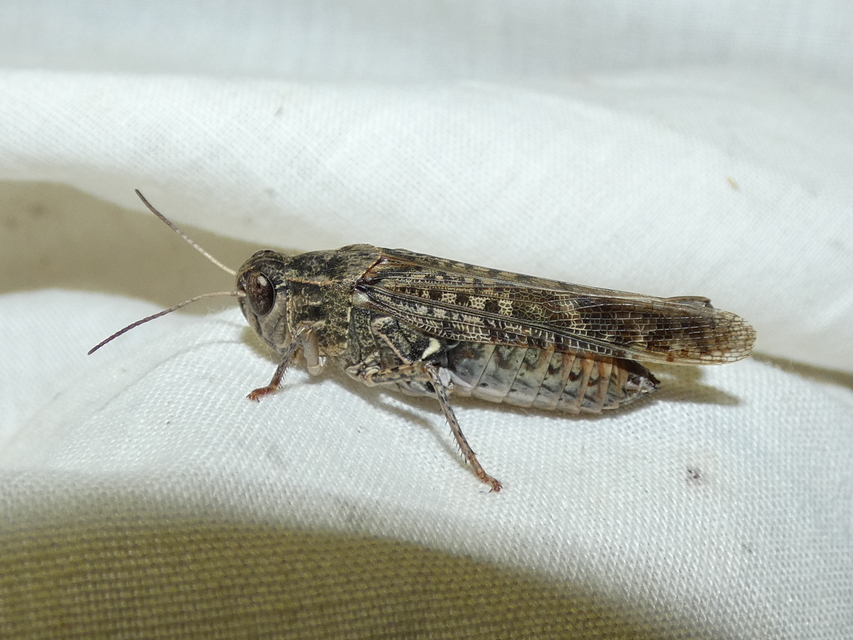Calliptamus italicus - olaszsáska