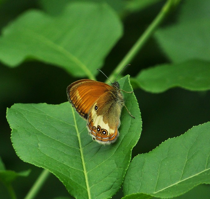 Coenonympha arcania - fehéröves szénalepke