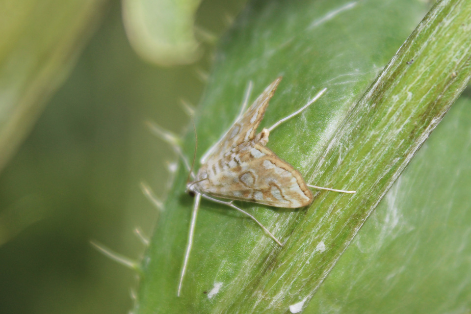 Elophila nymphaeata - tarka vízimoly