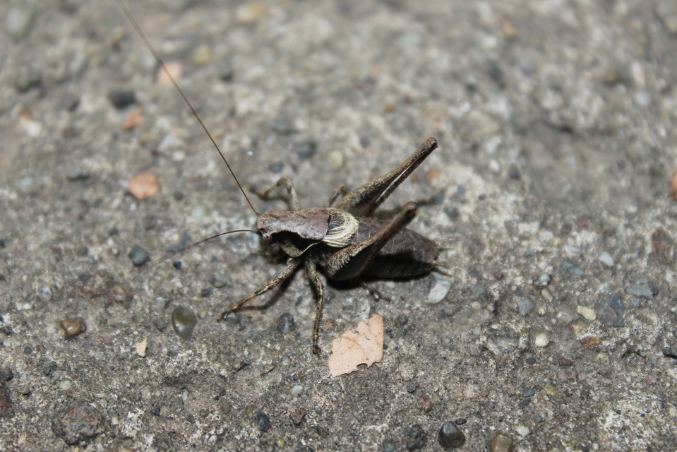 Pholidoptera griseoaptera - szürke avarszöcske