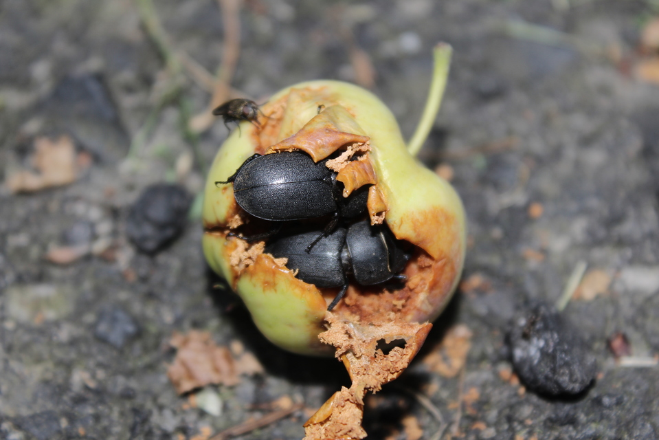 Dorcus parallelipipedus - kis szarvasbogár