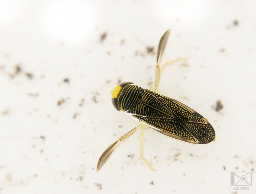 Corixidae - búvárpoloskák Corixidae - búvárpoloskák