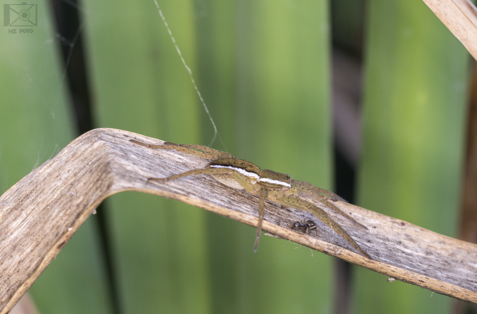 Dolomedes fimbriatus - szegélyes vidrapók