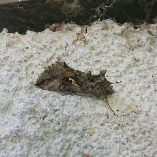 Autographa gamma - gammalepke