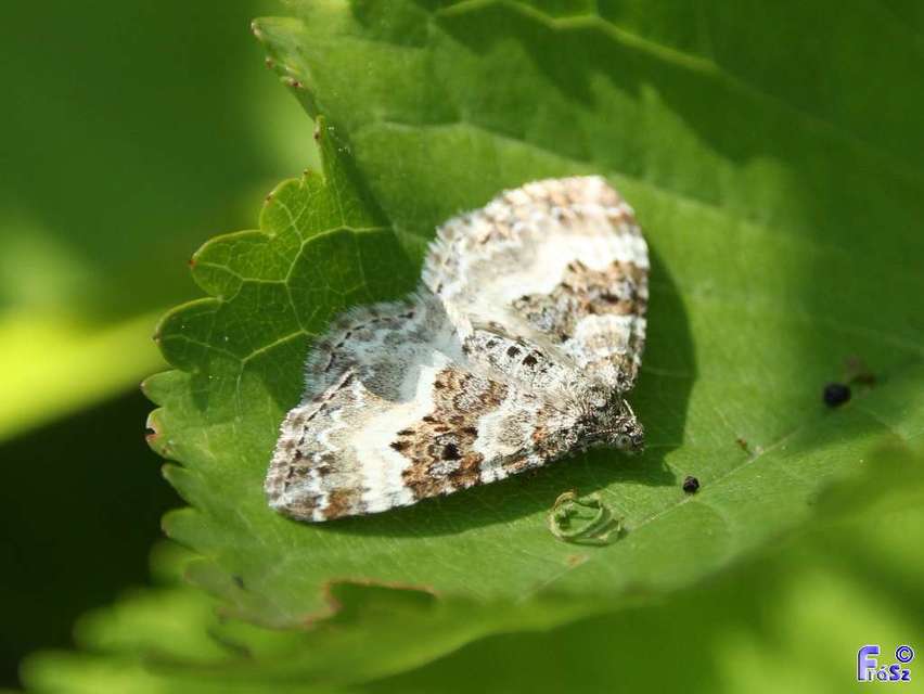 Epirrhoe alternata - galaj-tarkaaraszoló