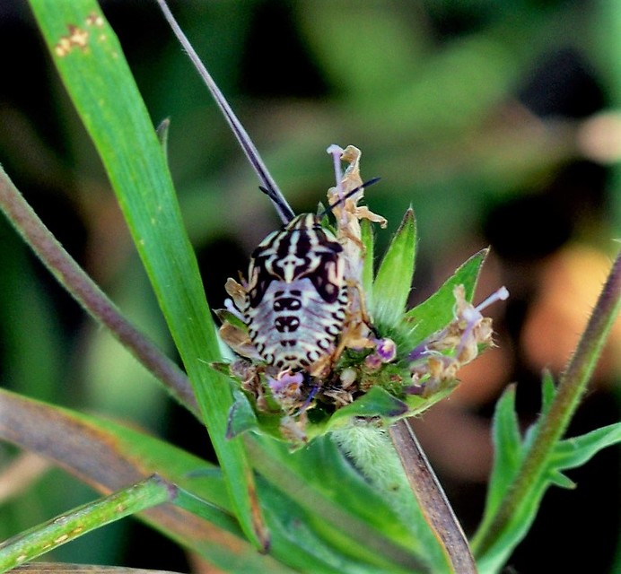 Carpocoris Carpocoris
