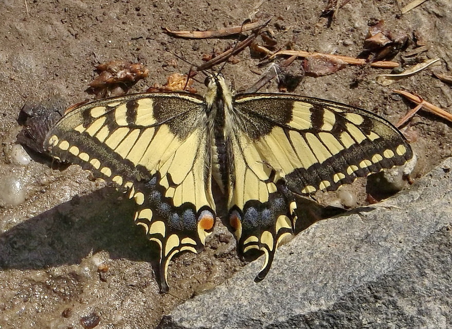 Papilio machaon - fecskefarkú lepke