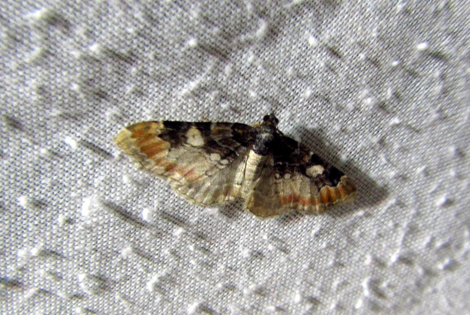 Catarhoe cuculata - csuklyás tarkaaraszoló