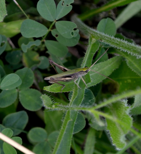 Chorthippus dorsatus - hátas rétisáska