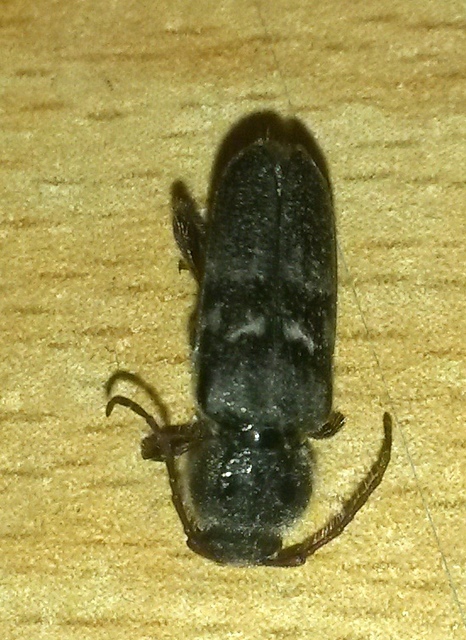 Hylotrupes bajulus - házicincér