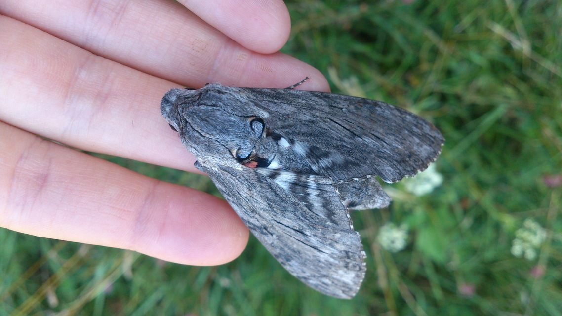 Agrius convolvuli - szulákszender