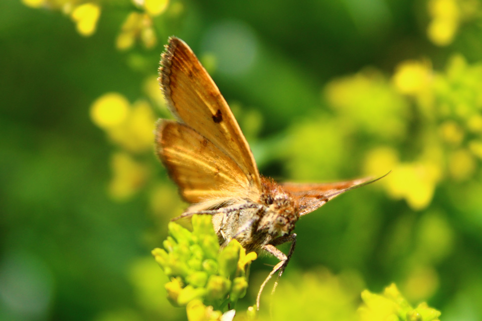 Euclidia glyphica - közönséges nappalibagoly