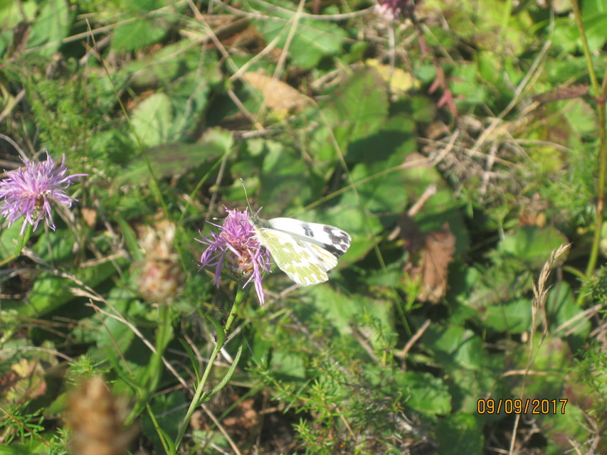 Pontia edusa - rezedalepke