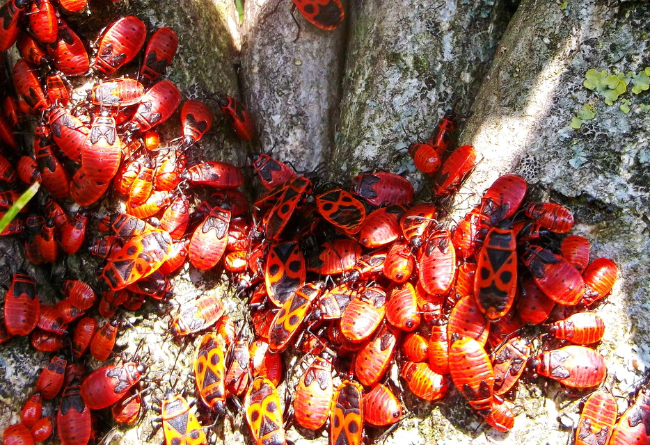 Pyrrhocoris apterus - verőköltő poloska