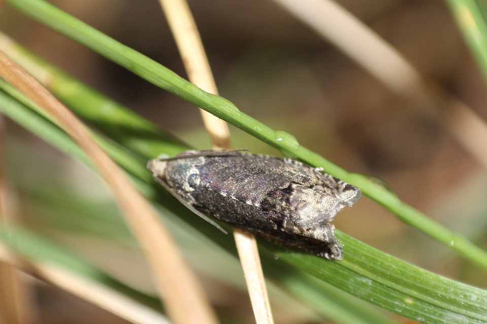 Olethreutinae