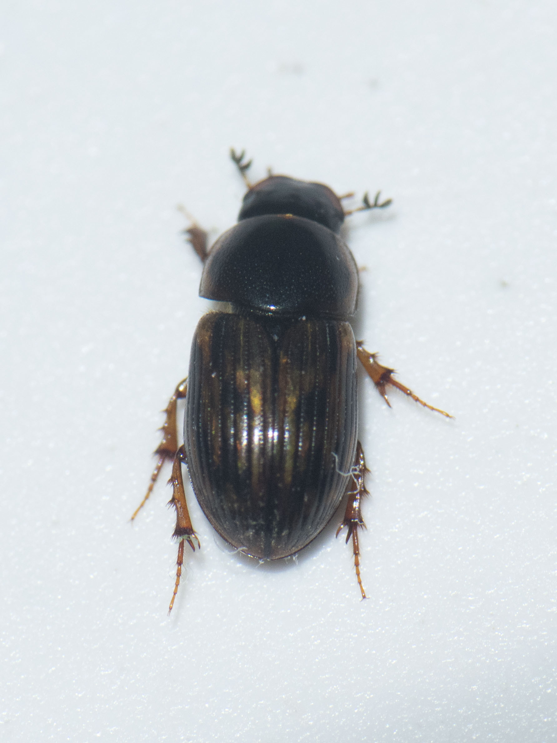 Aphodius sticticus - cirmos trágyabogár