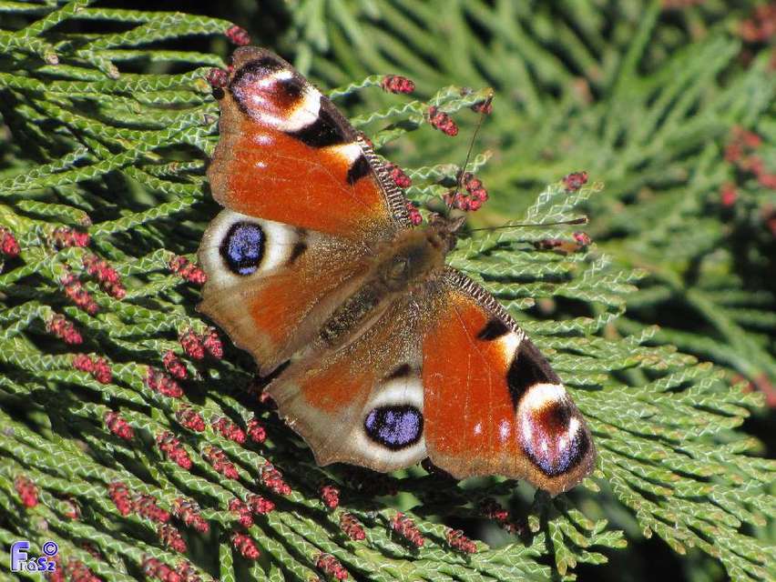 Nymphalis io - nappali pávaszem