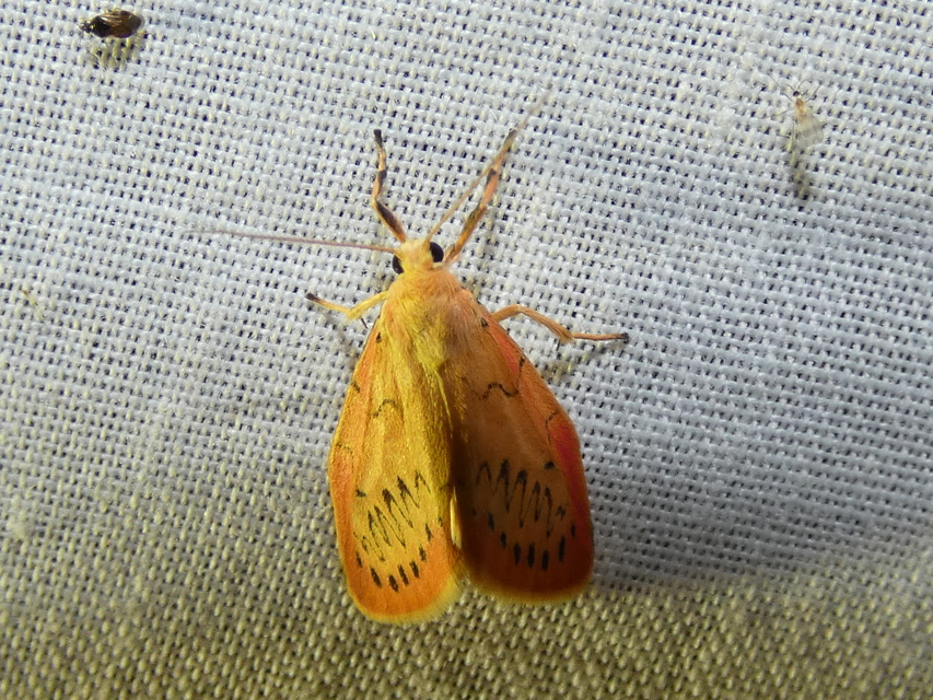 Miltochrista miniata - piros medvelepke