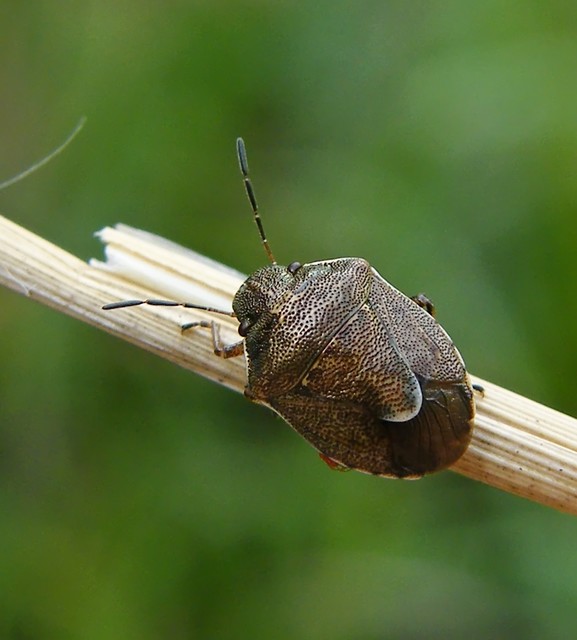 Holcostethus sphacelatus - holdas címerespoloska Holcostethus sphacelatus - holdas címerespoloska