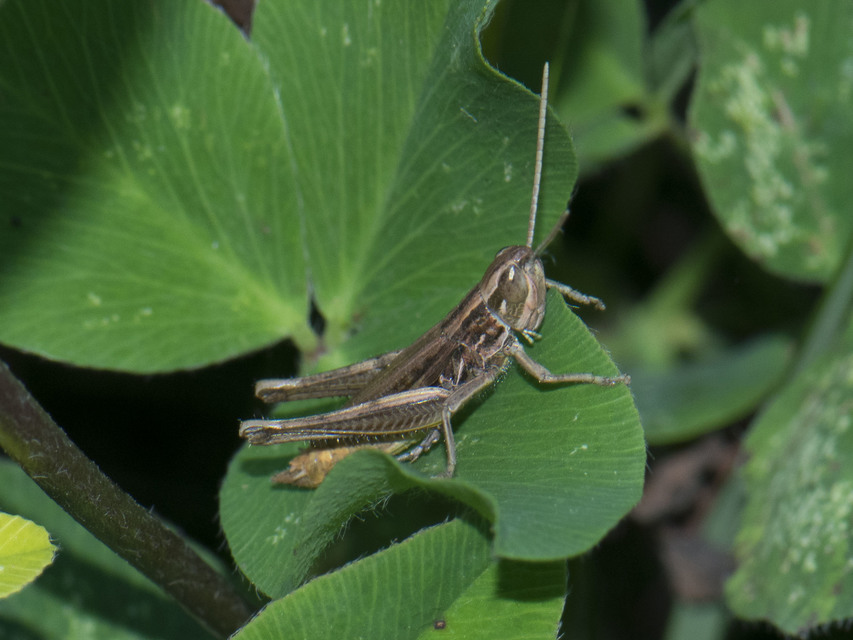 Euchorthippus declivus - rövidszárnyú rétisáska
