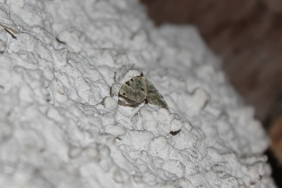 Colostygia pectinataria - zöld levélaraszoló
