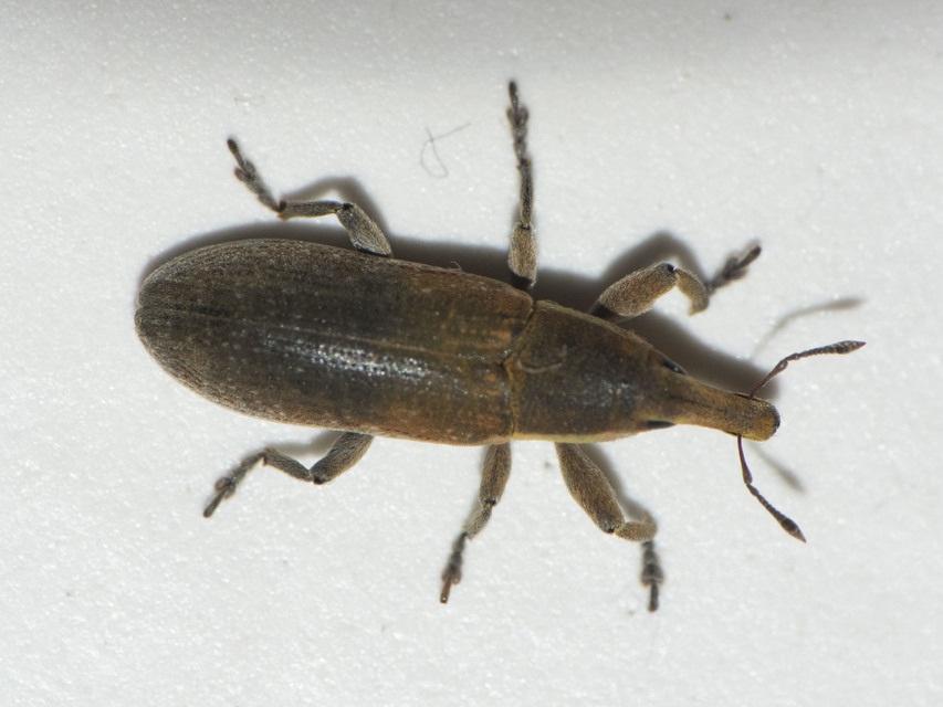 Lixus vilis - gémorr-dudvabarkó