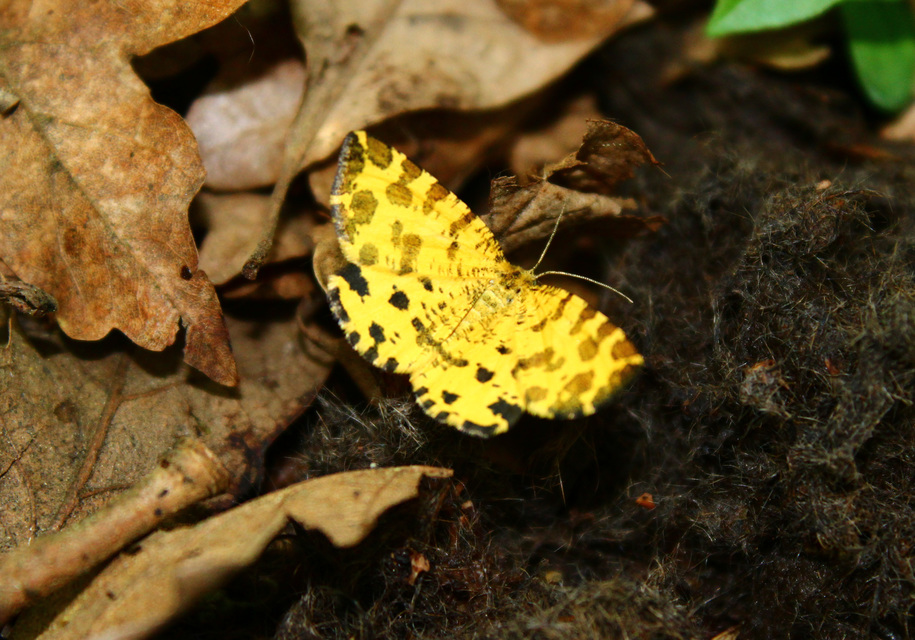Pseudopanthera macularia - párducfoltos araszoló